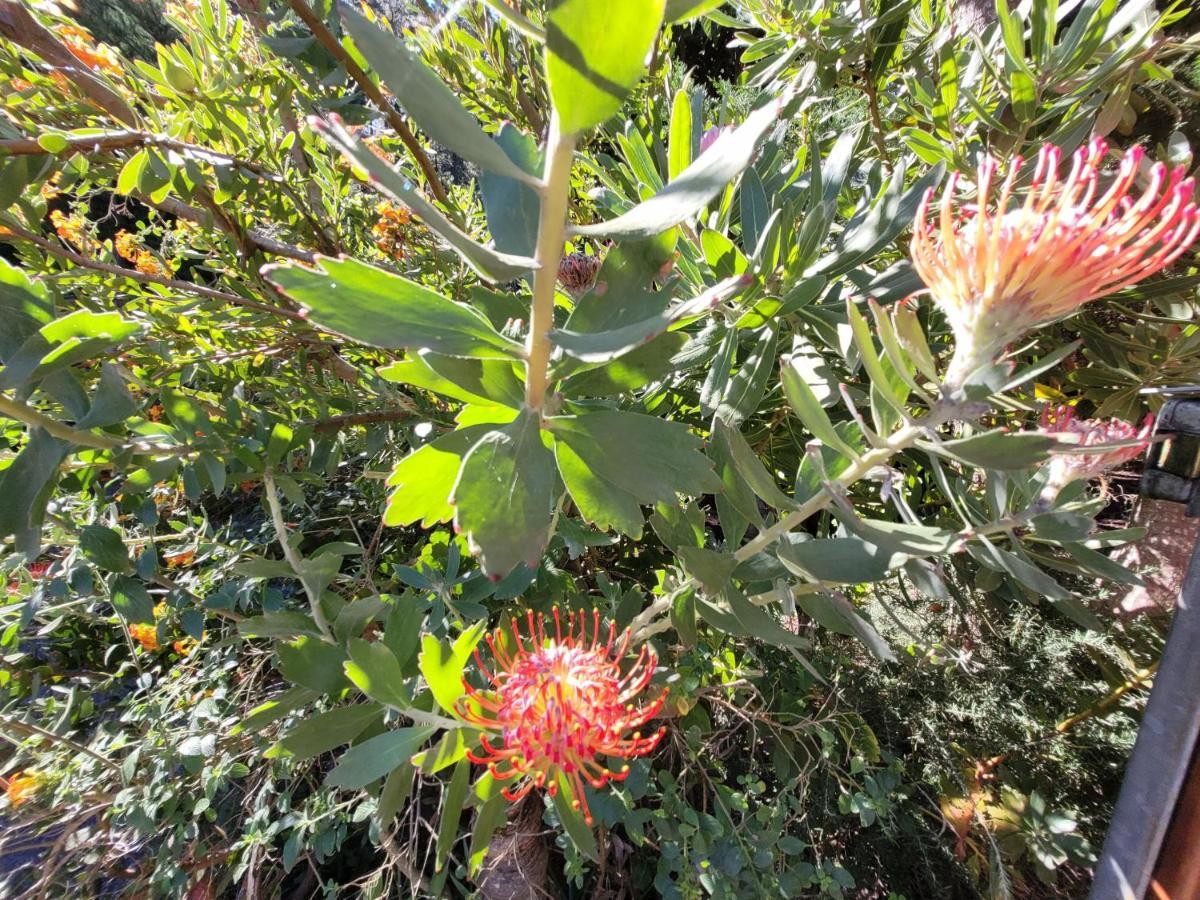 Finca Llano De La Cebolla 伊科德·德·洛斯·维诺斯 外观 照片